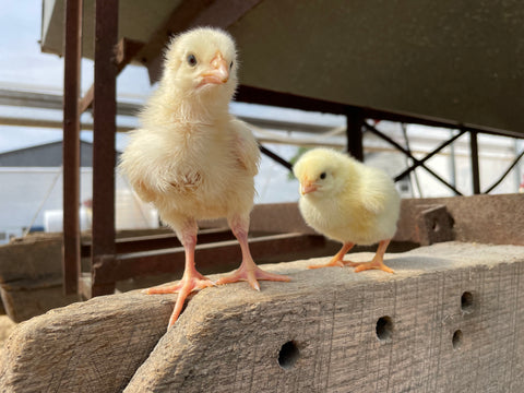 Baby broiler chickens - pasture raised poultry in South Jersey for direct to consumer marketing. 