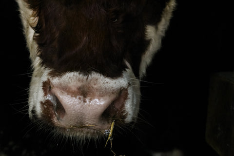 Why We Brought Our Feed Program In-House (And What It Means for Your Beef, Pork, and Chicken)