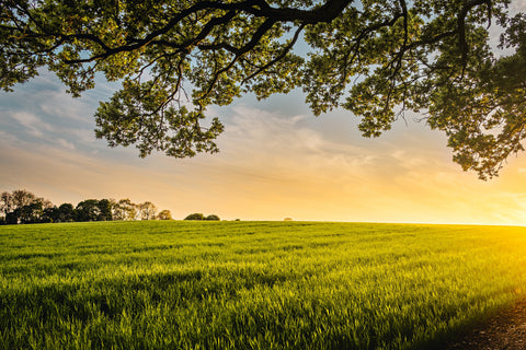 WHY BUYING LOCAL DOESN'T NECESSARILY MEAN BUYING CHEAPER.