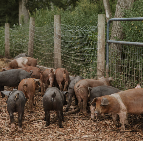 Pork