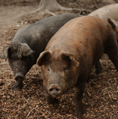 Pork